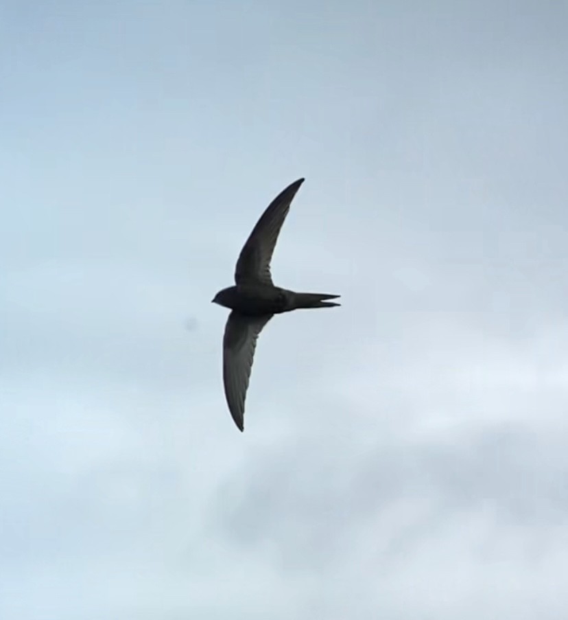 Common Swift - ML621027215