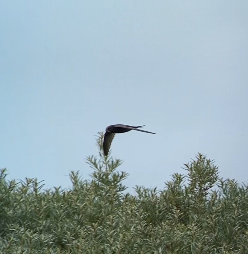 Common Swift - ML621027217