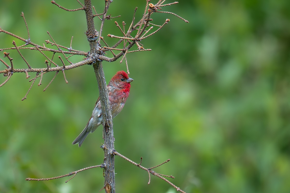 Common Rosefinch - Uriel Levy