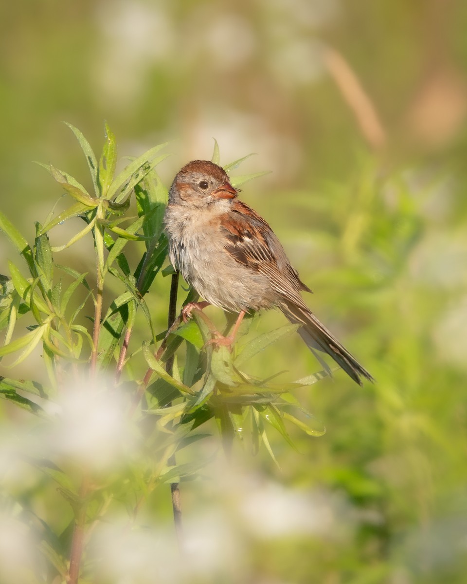 Field Sparrow - ML621027224