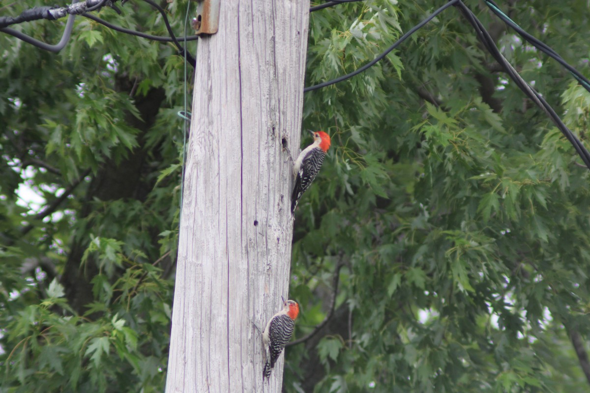 Red-bellied Woodpecker - ML621027225
