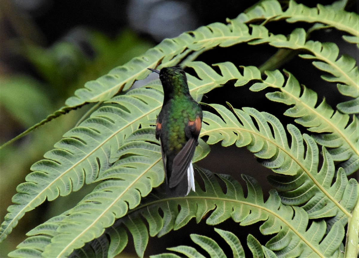 Black-bellied Hummingbird - ML621027231