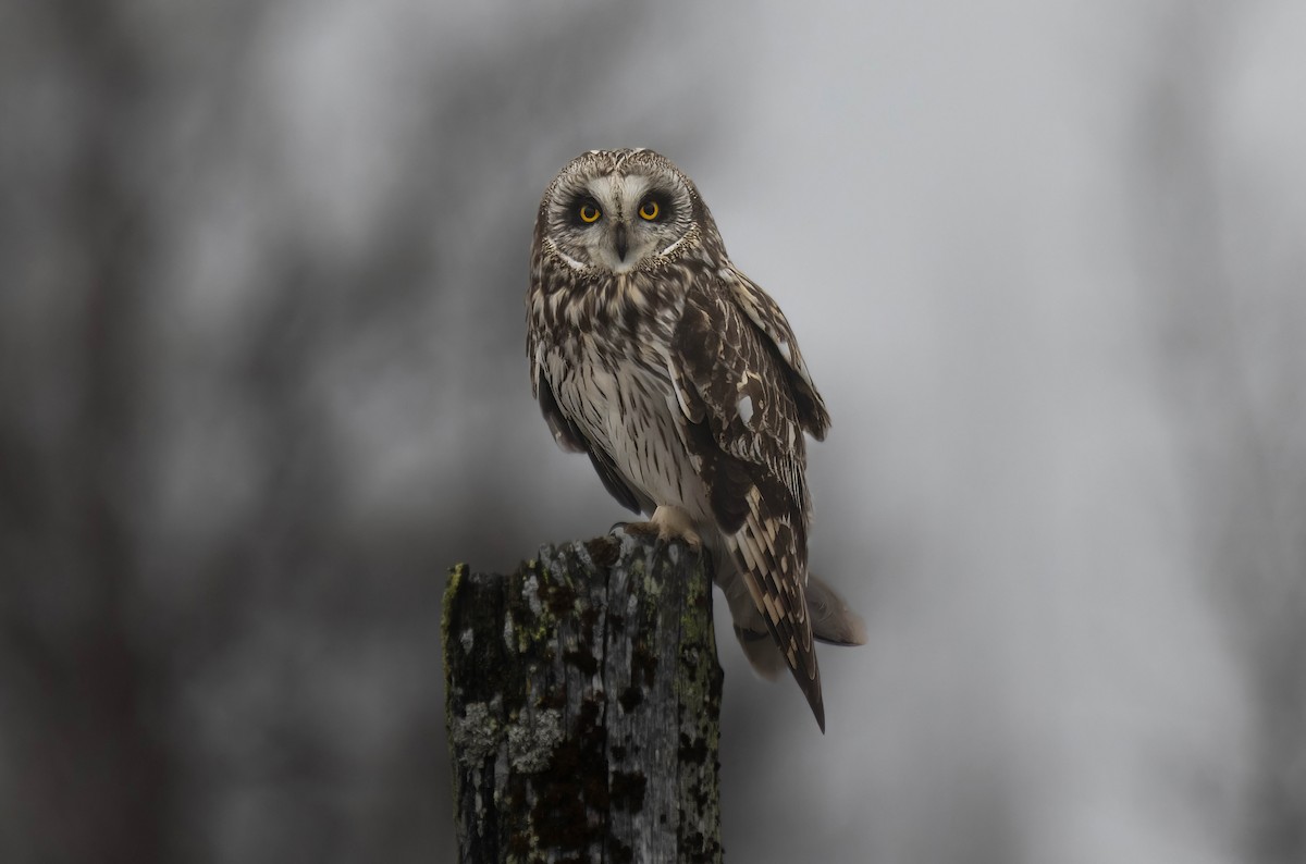 Short-eared Owl - ML621027235