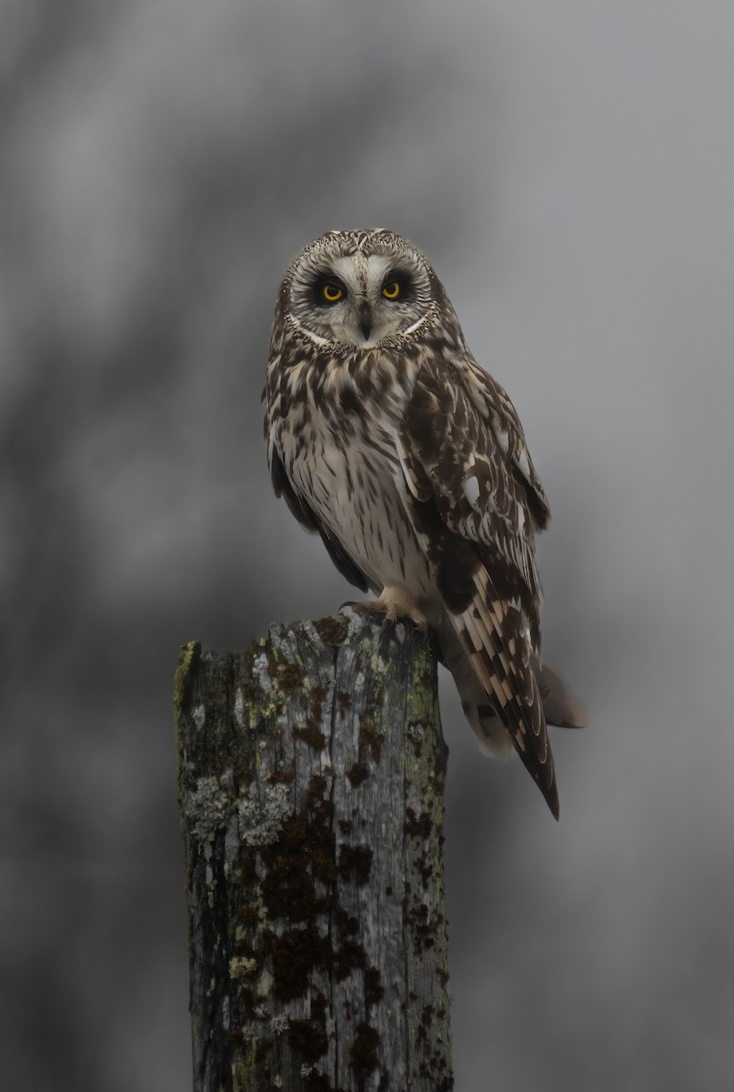 Short-eared Owl - ML621027236