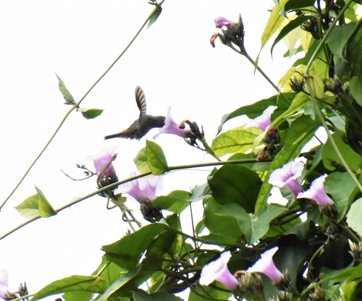 Rufous-tailed Hummingbird - Jerry Davis