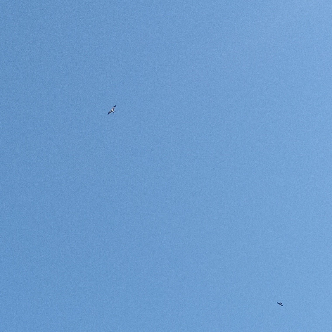 Swallow-tailed Kite - ML621027275