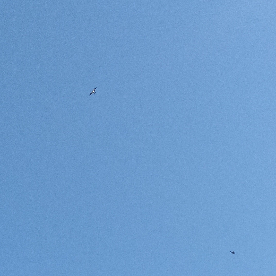 Swallow-tailed Kite - ML621027275