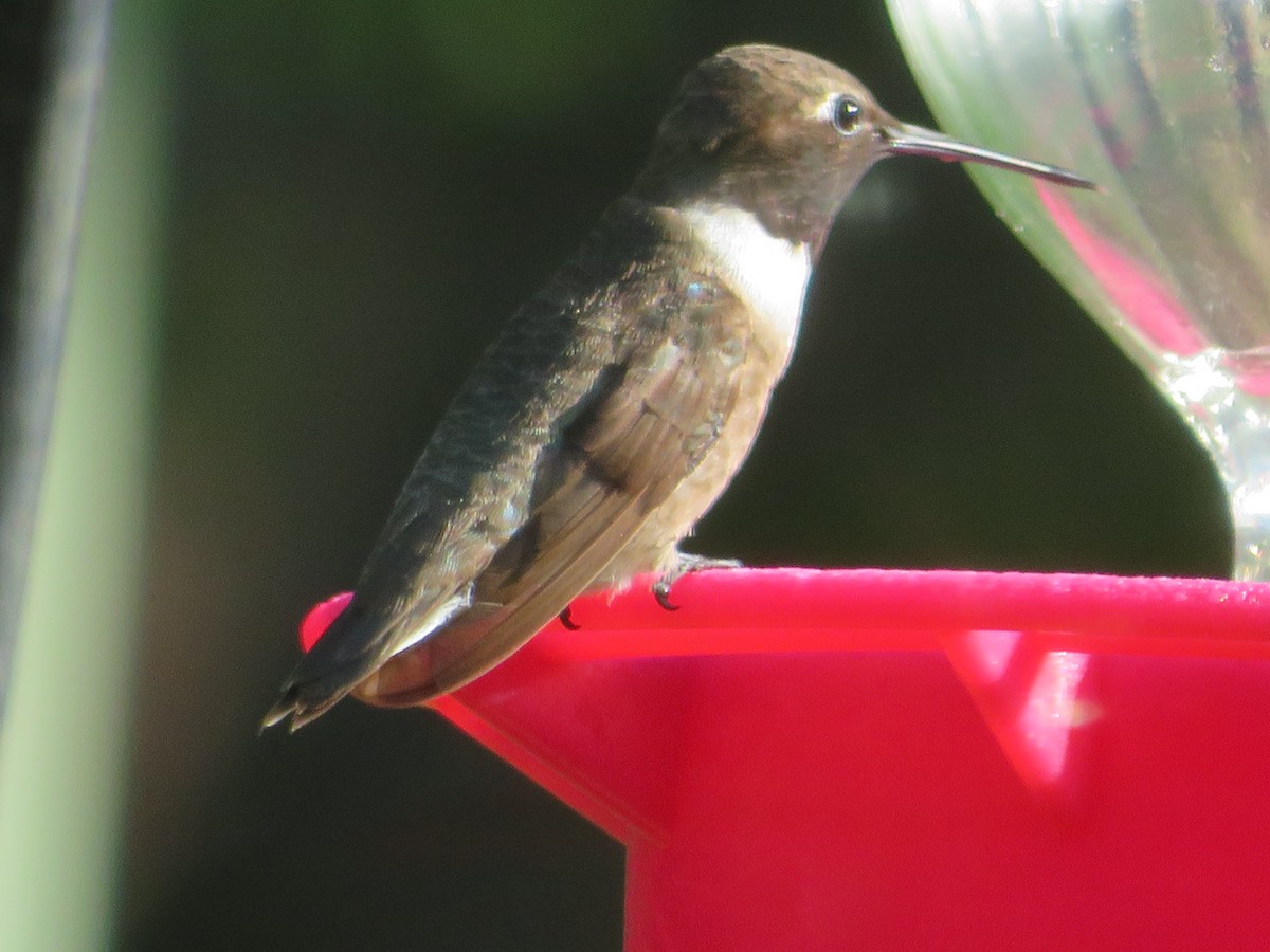 Black-chinned Hummingbird - ML621027298