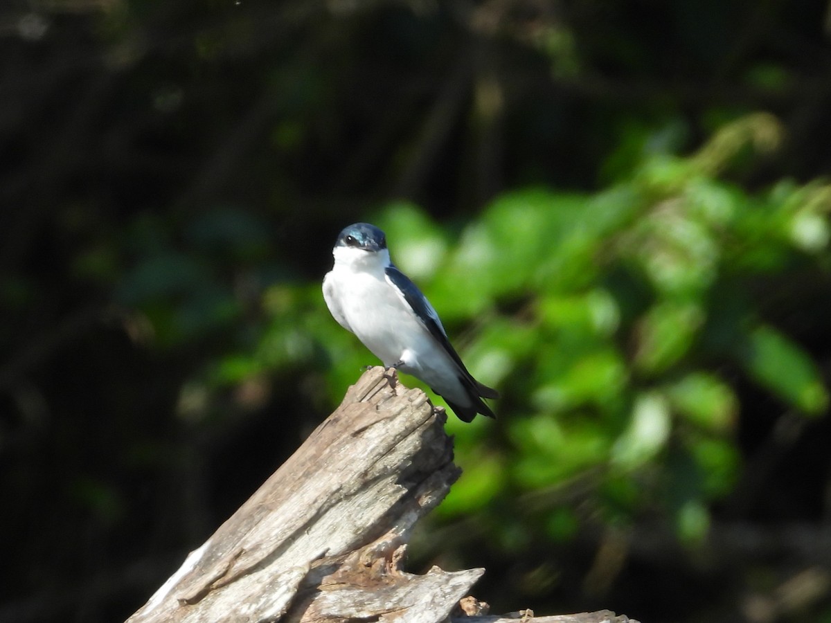 White-winged Swallow - ML621027309
