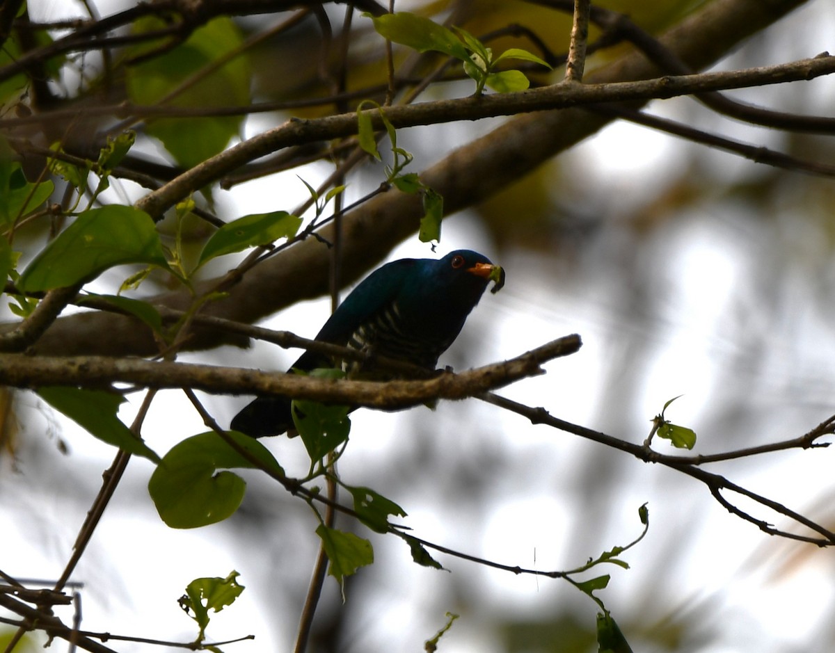 Asian Emerald Cuckoo - ML621027323