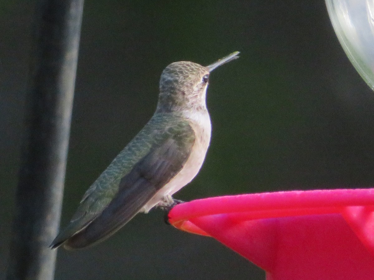 Black-chinned Hummingbird - ML621027325