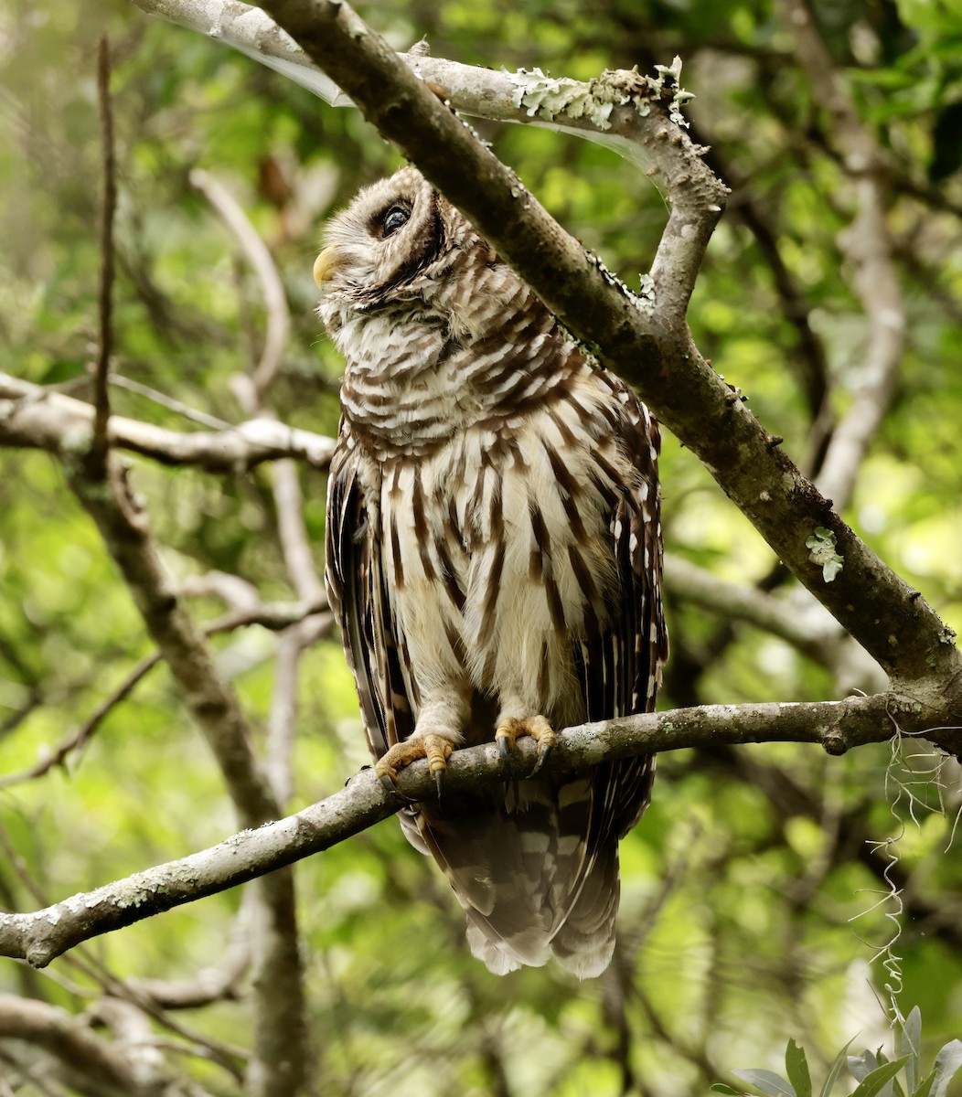 Barred Owl - ML621027342
