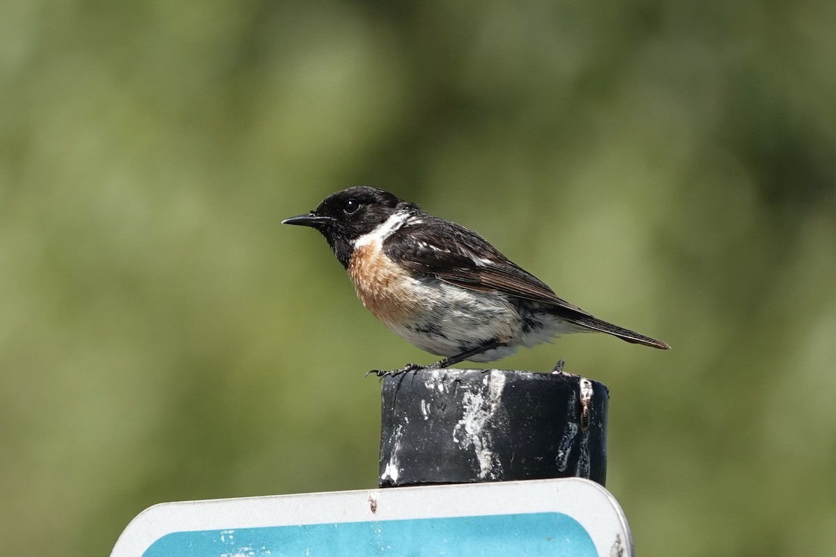 European Stonechat - ML621027356