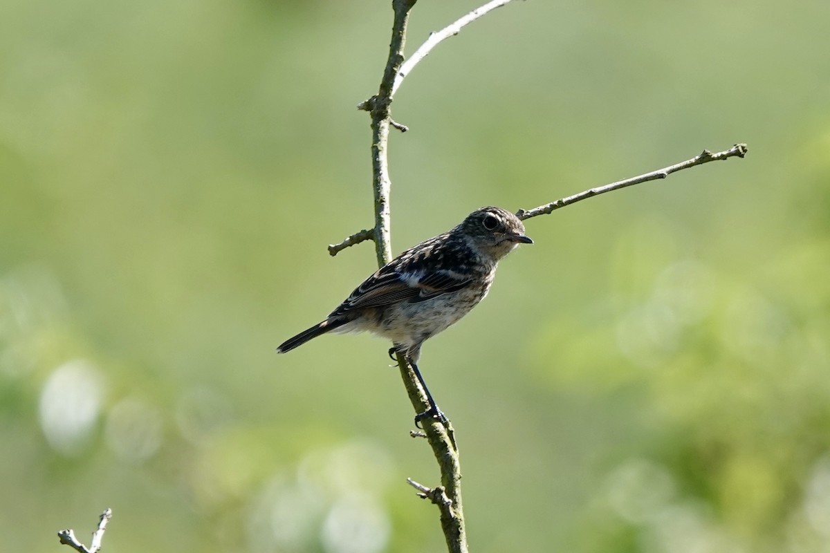 European Stonechat - ML621027359