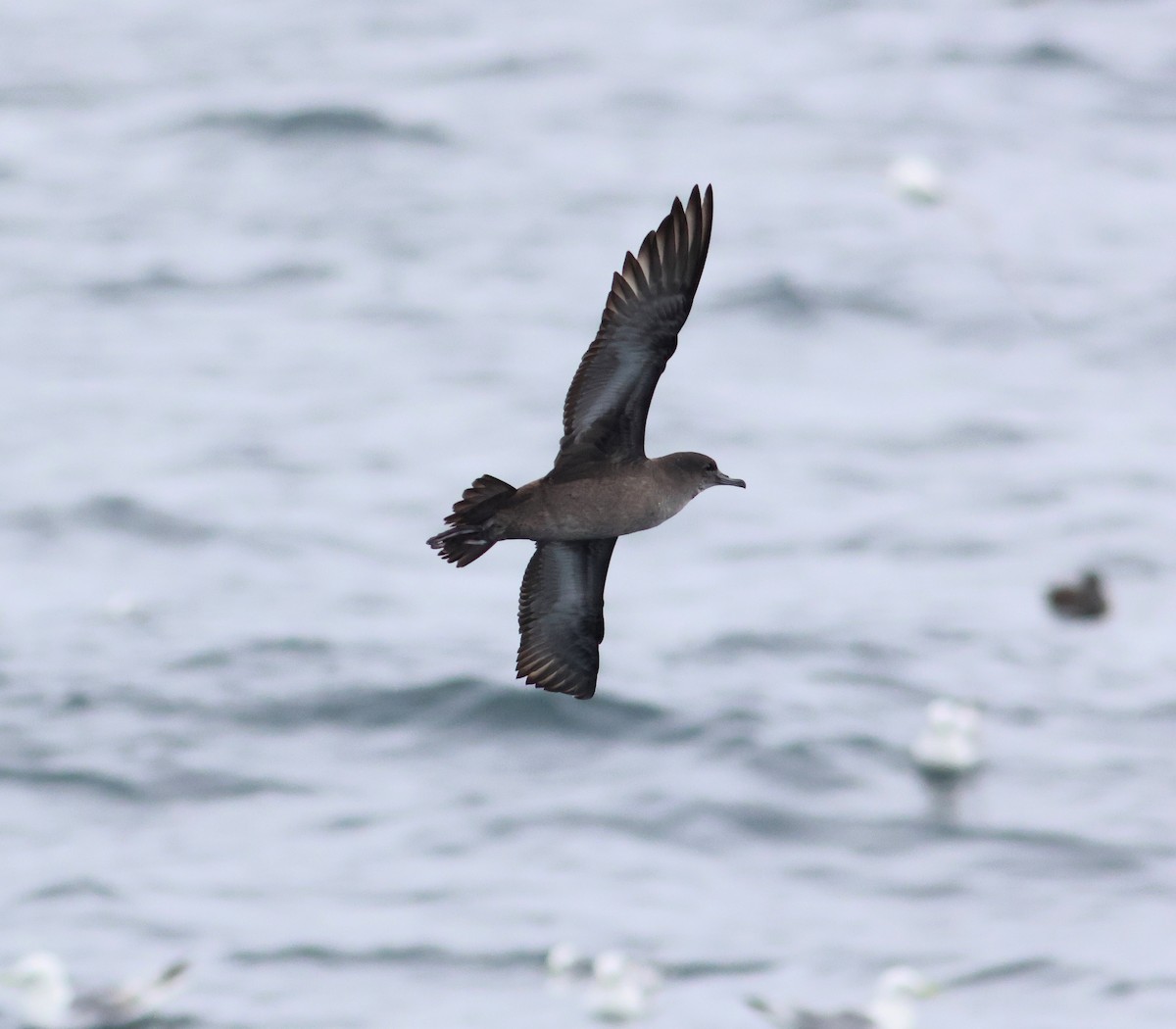 Short-tailed Shearwater - James P. Smith