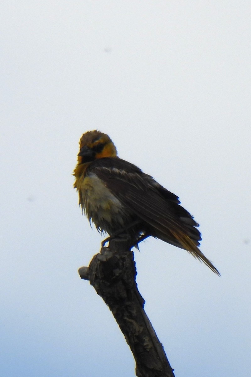 Yellow-headed Blackbird - ML621027406