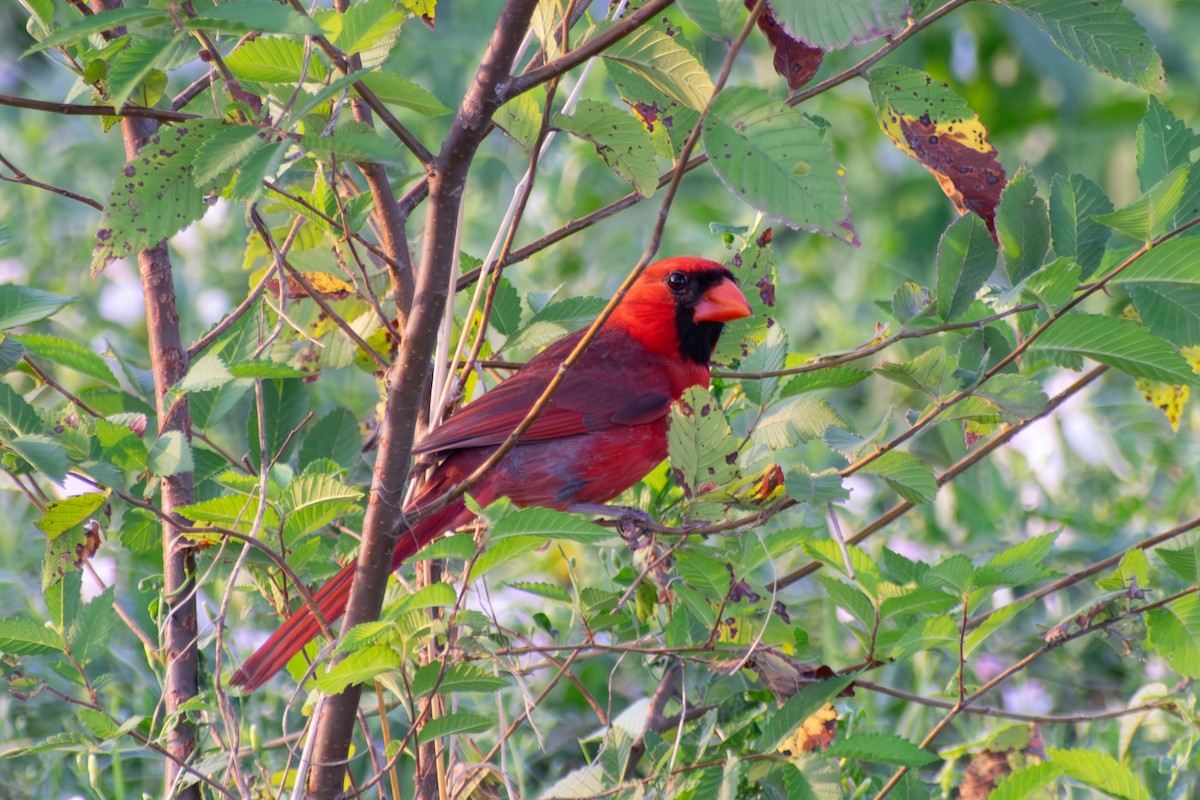 Cardinal rouge - ML621027408