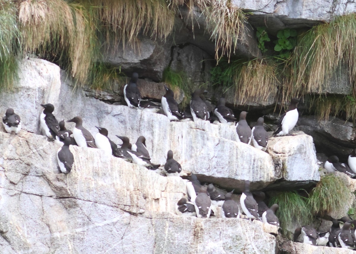 Thick-billed Murre - ML621027415