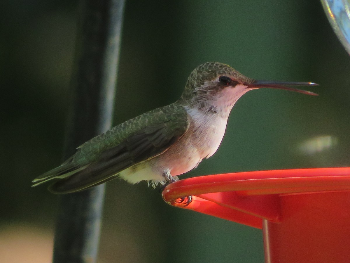 Black-chinned Hummingbird - ML621027416