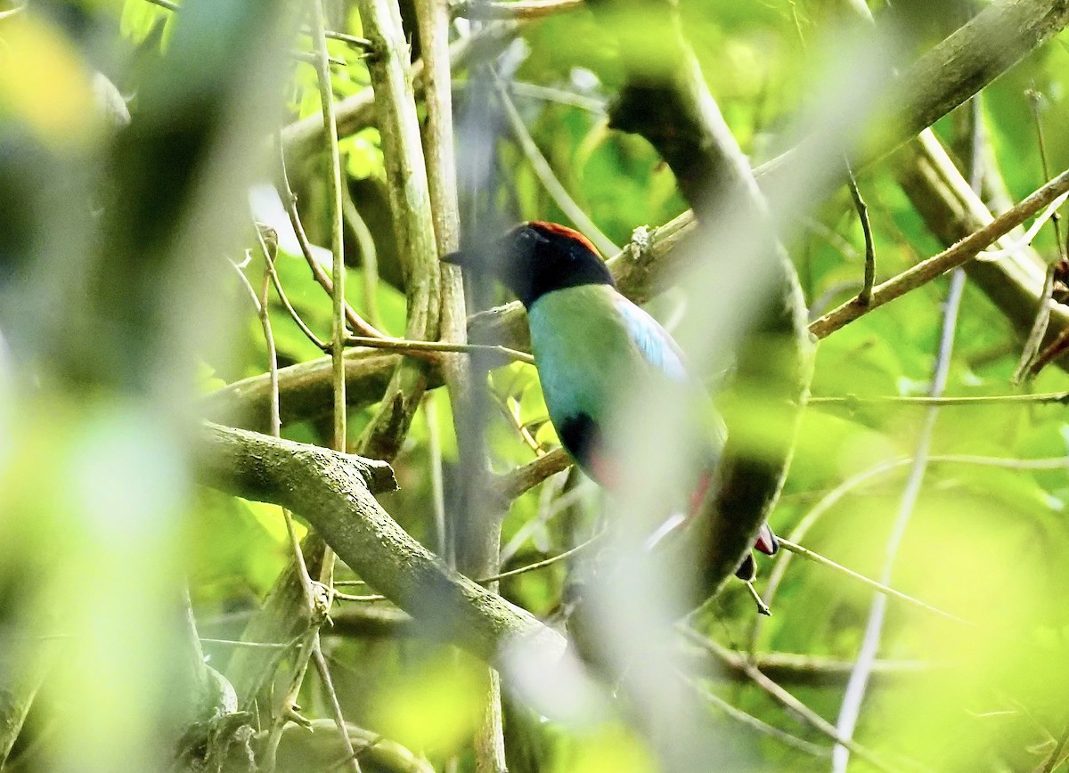 Western Hooded Pitta (Chestnut-crowned) - ML621027424