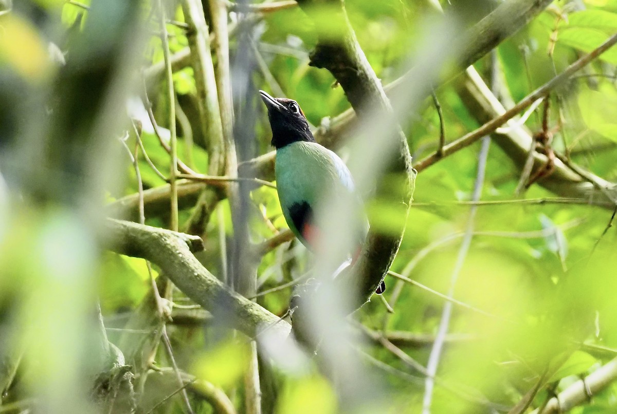 Western Hooded Pitta (Chestnut-crowned) - ML621027428