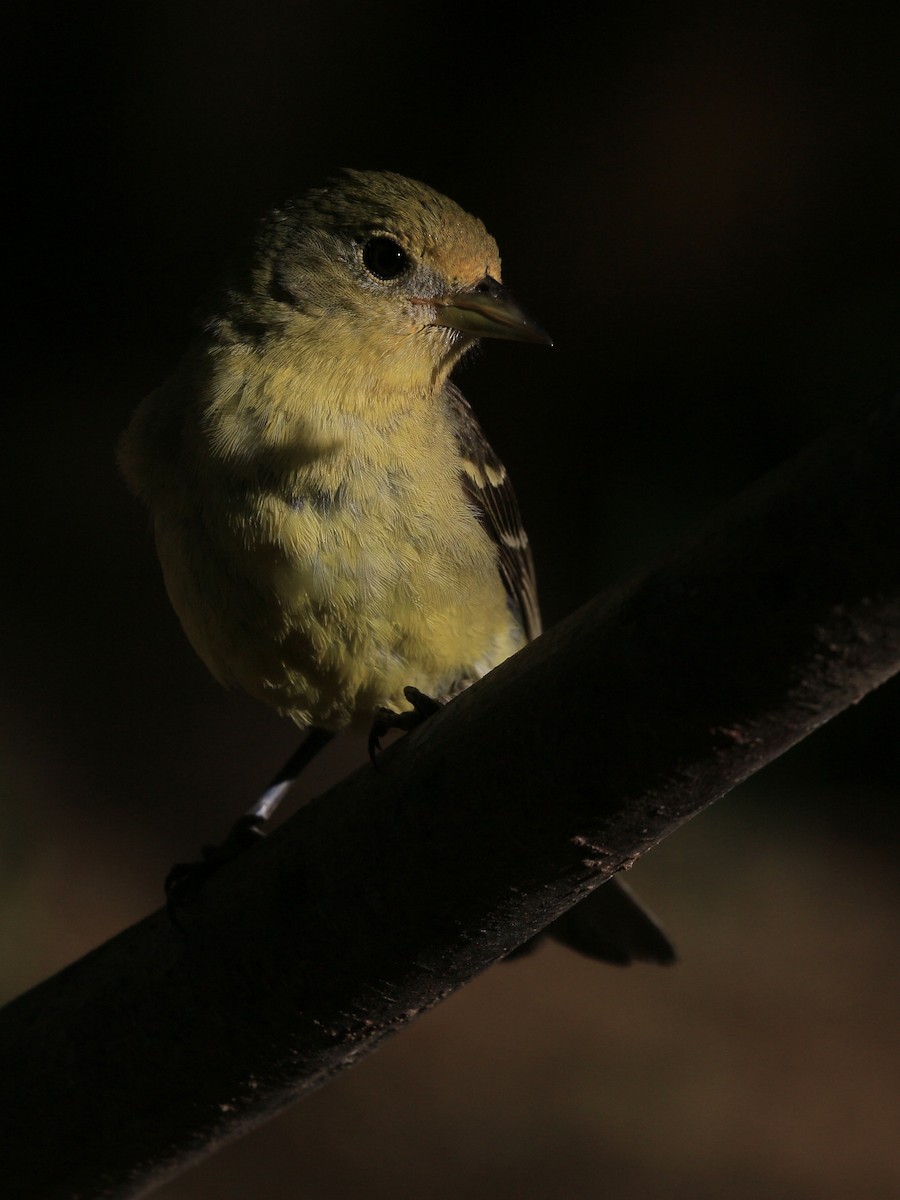 Western Tanager - ML621027432