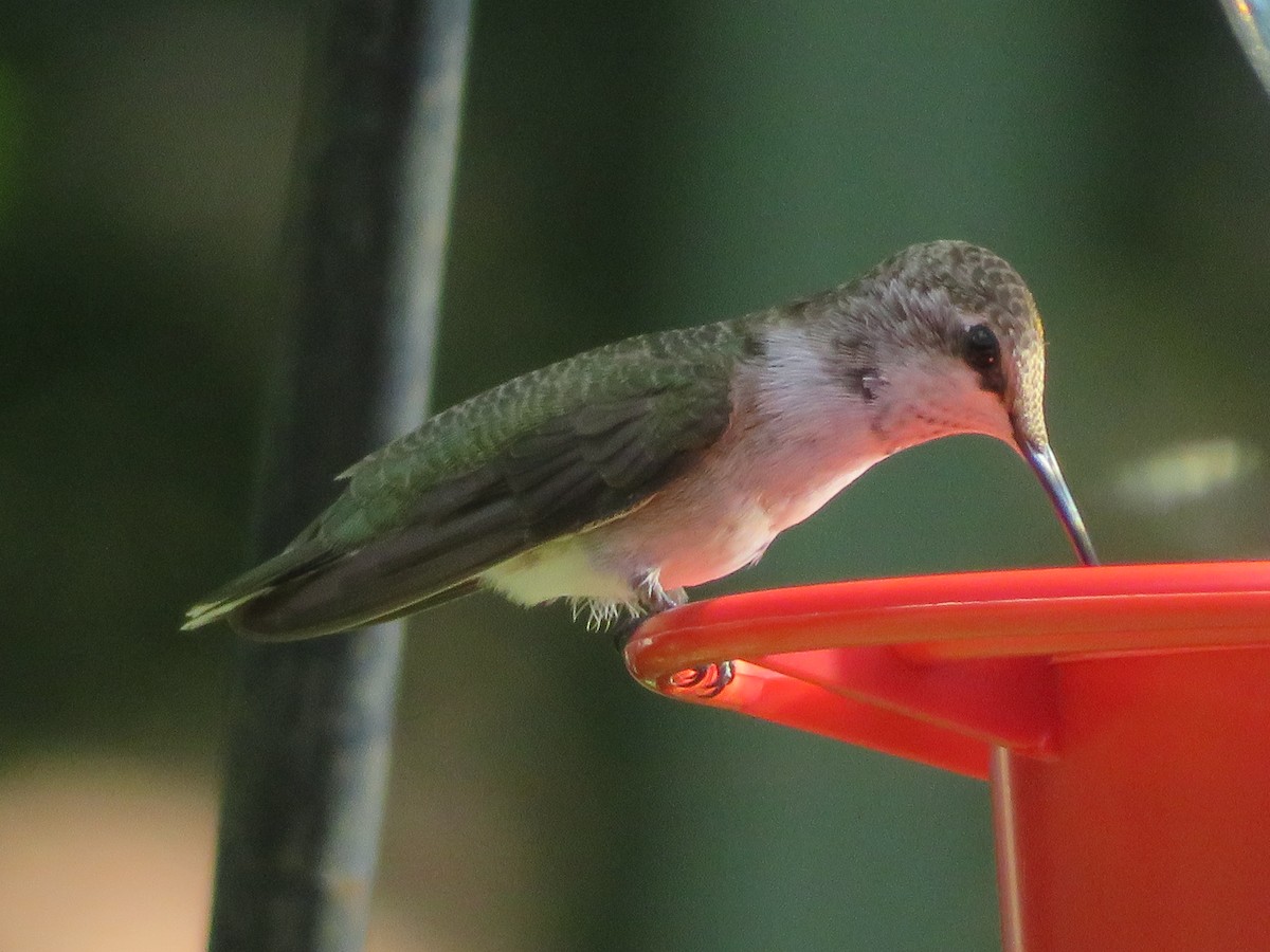 Black-chinned Hummingbird - ML621027438