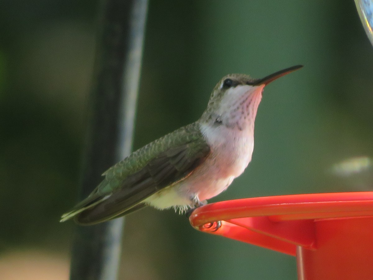 Black-chinned Hummingbird - ML621027446