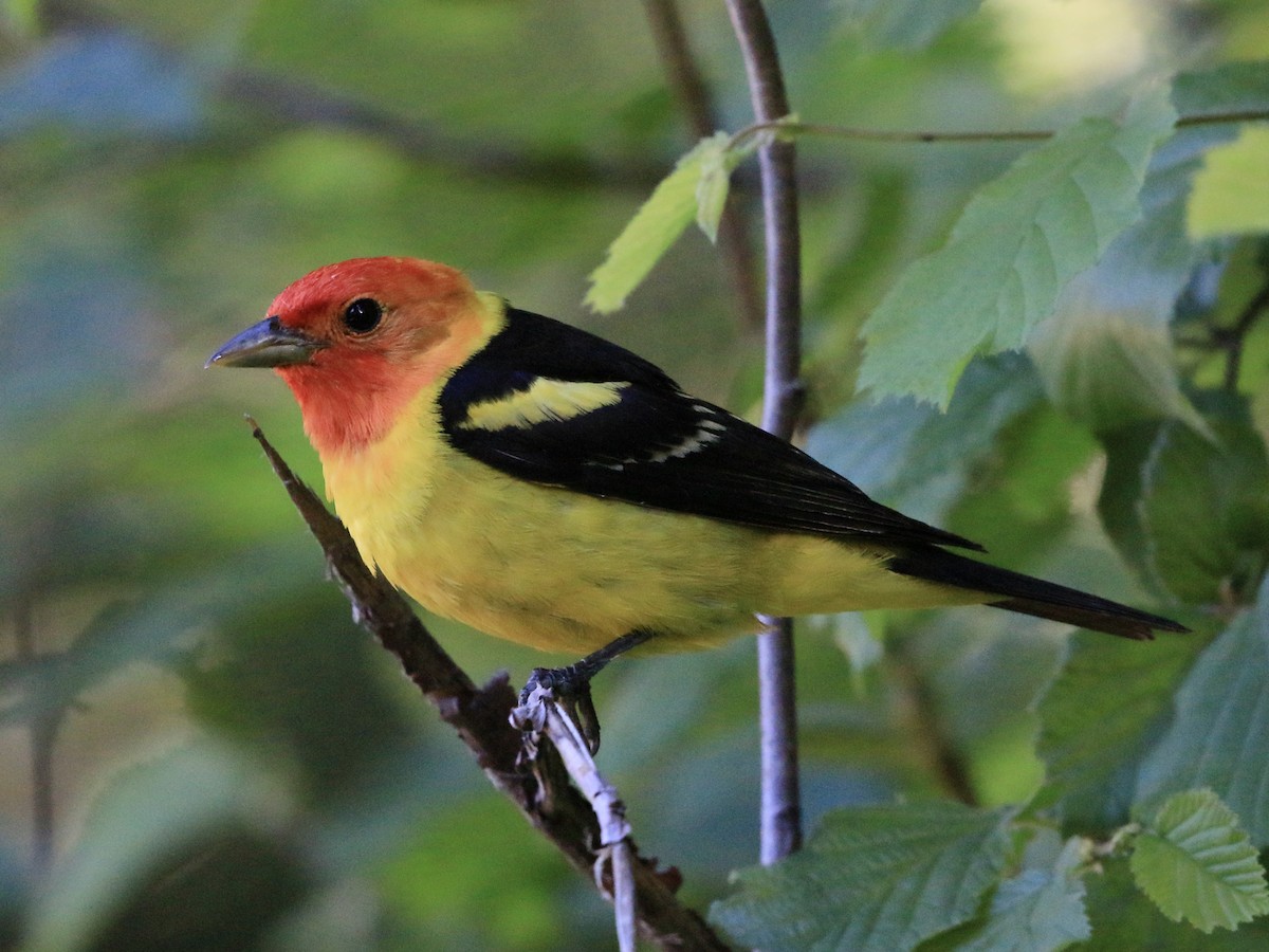 Western Tanager - ML621027447
