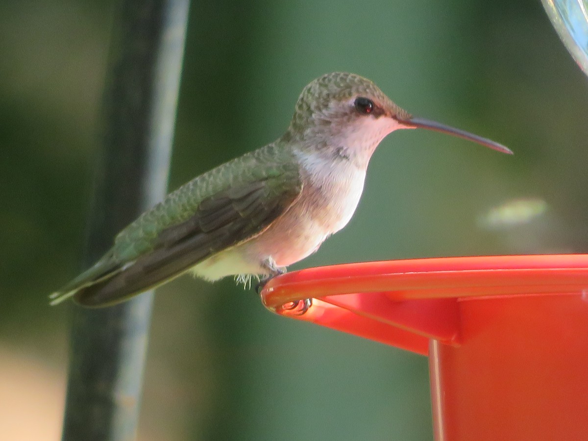 Black-chinned Hummingbird - ML621027449