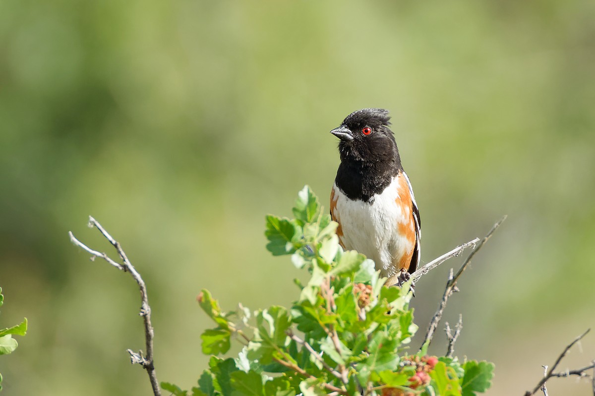 Spotted Towhee - ML621027456