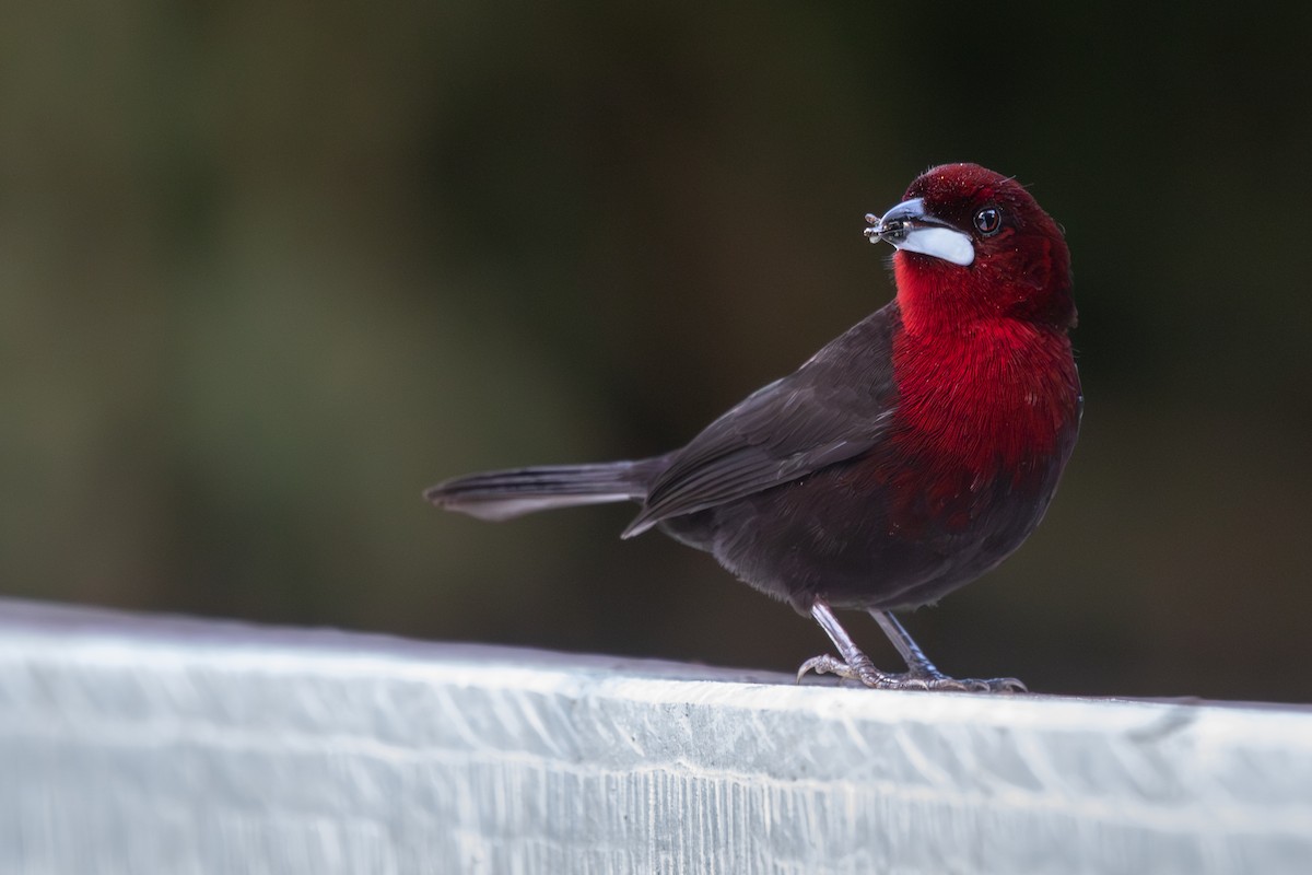 Silver-beaked Tanager - ML621027459