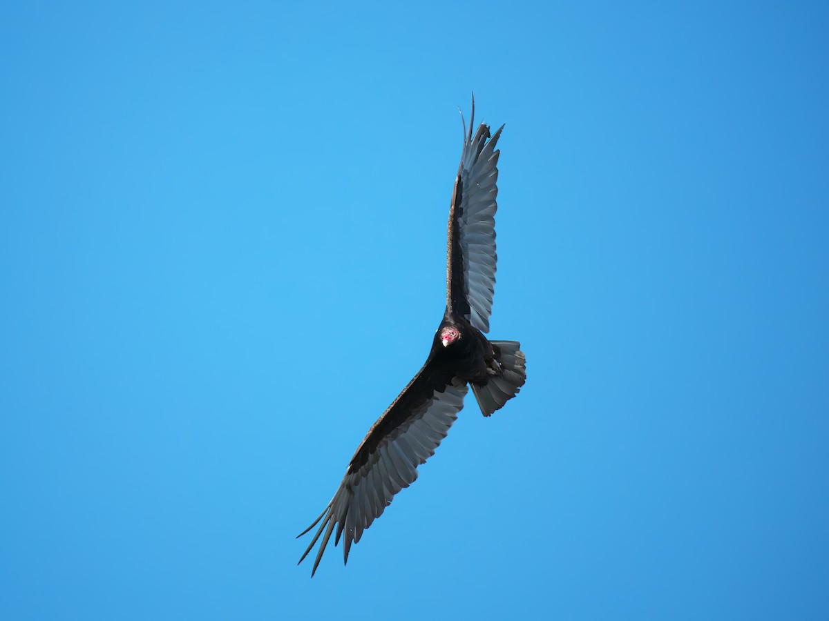 Turkey Vulture - ML621027466