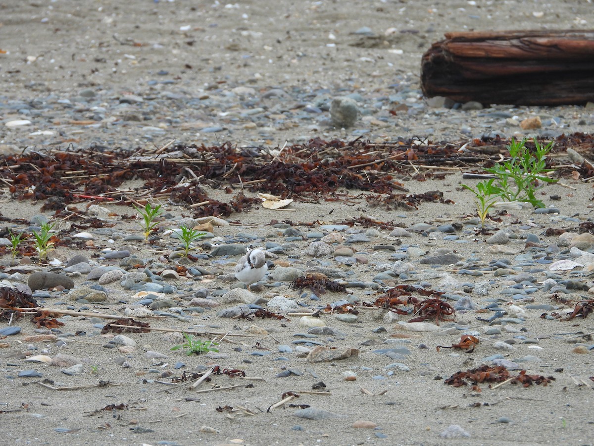 Piping Plover - ML621027514