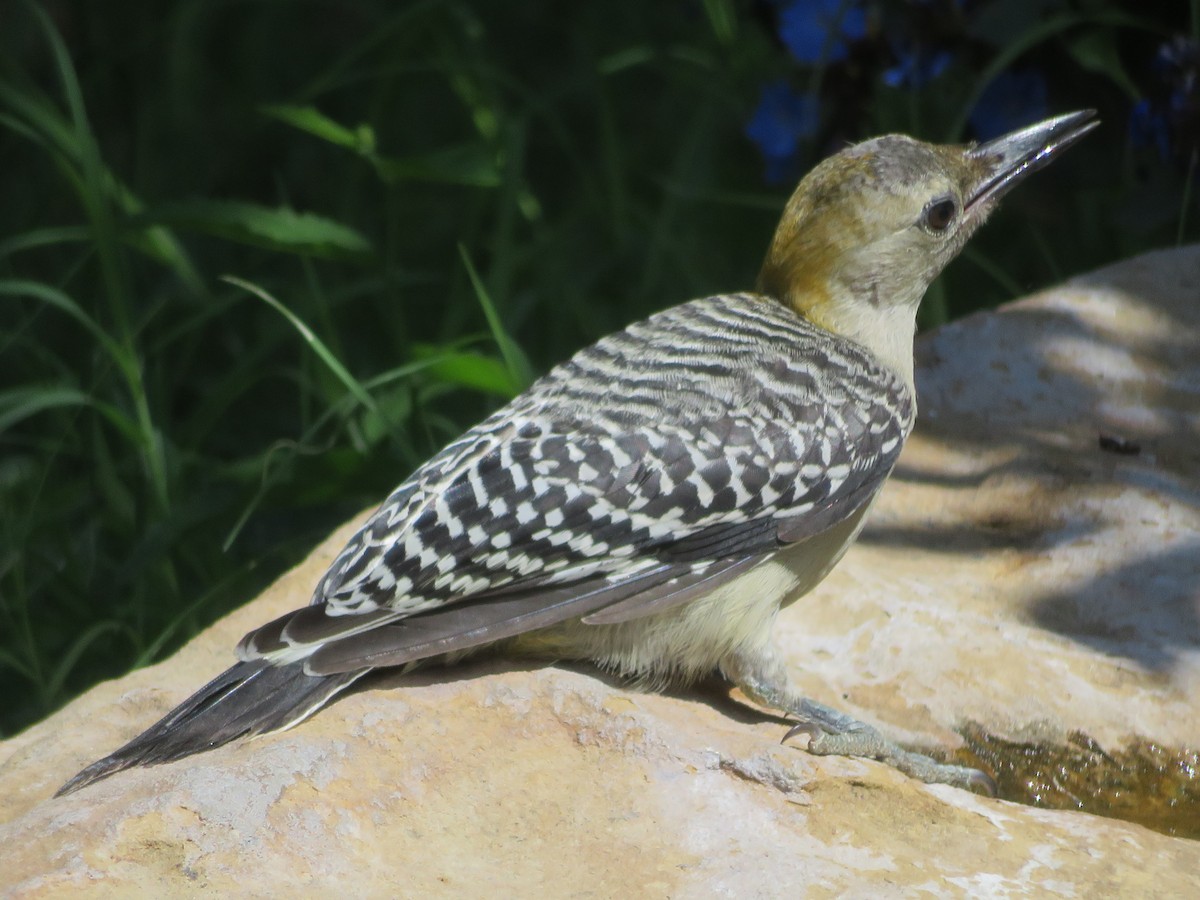 Golden-fronted Woodpecker - ML621027515