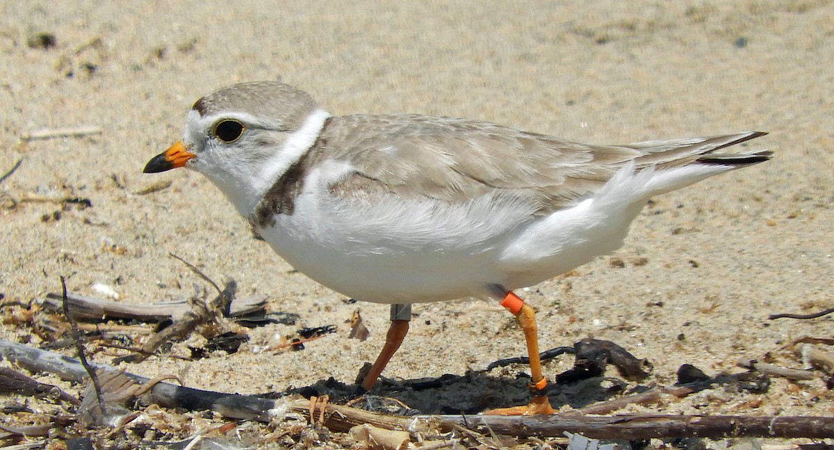 Piping Plover - ML621027516