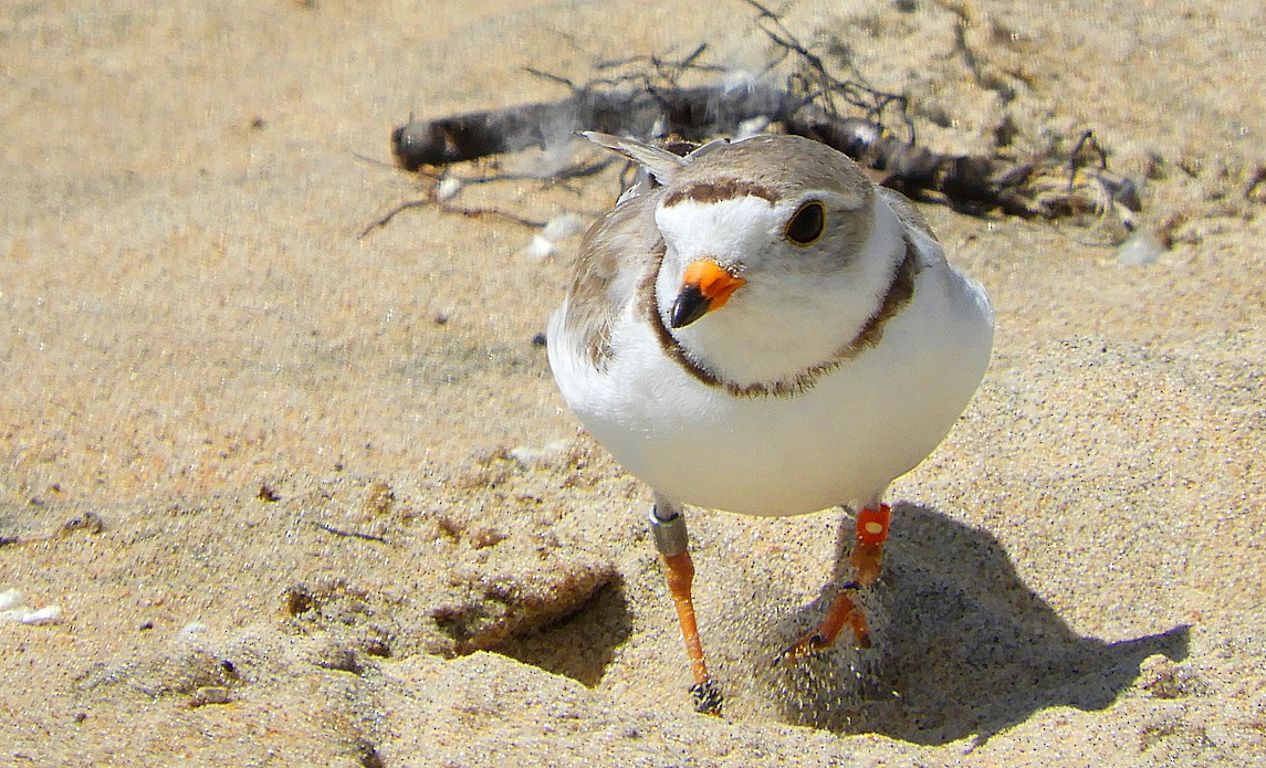 Piping Plover - ML621027519
