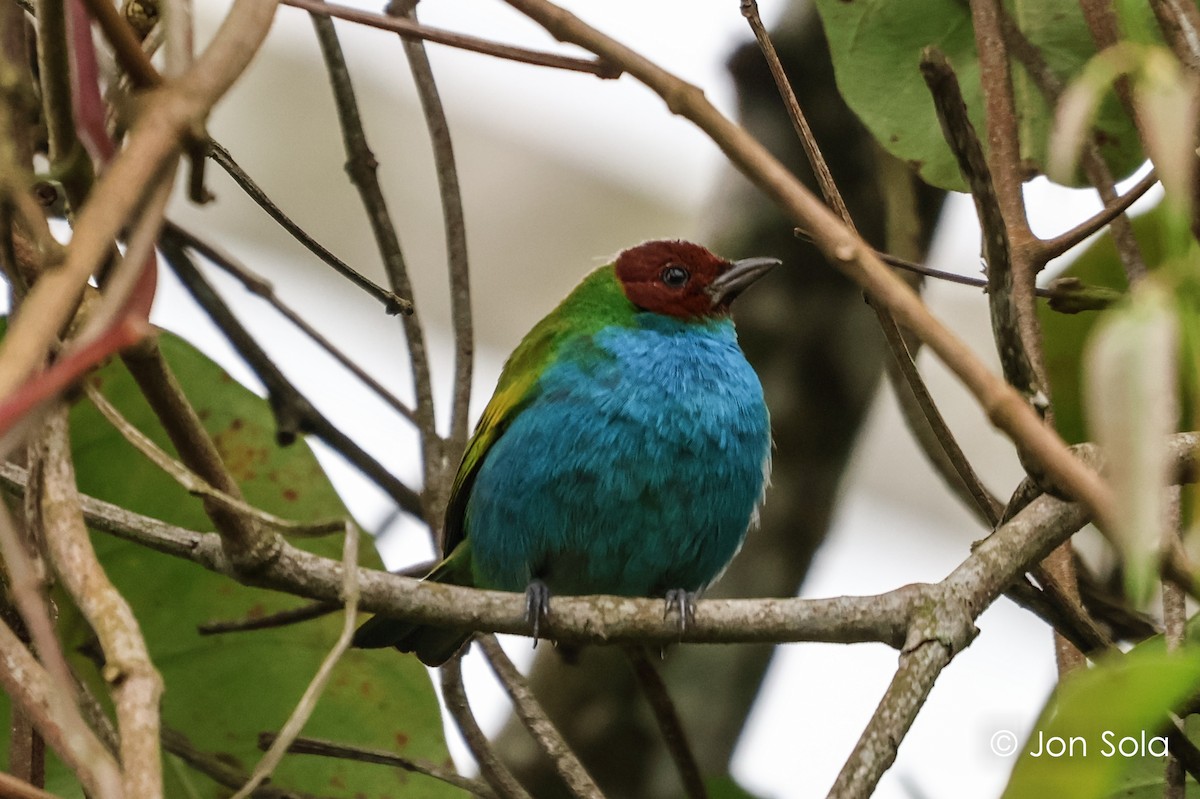 Bay-headed Tanager - ML621027524