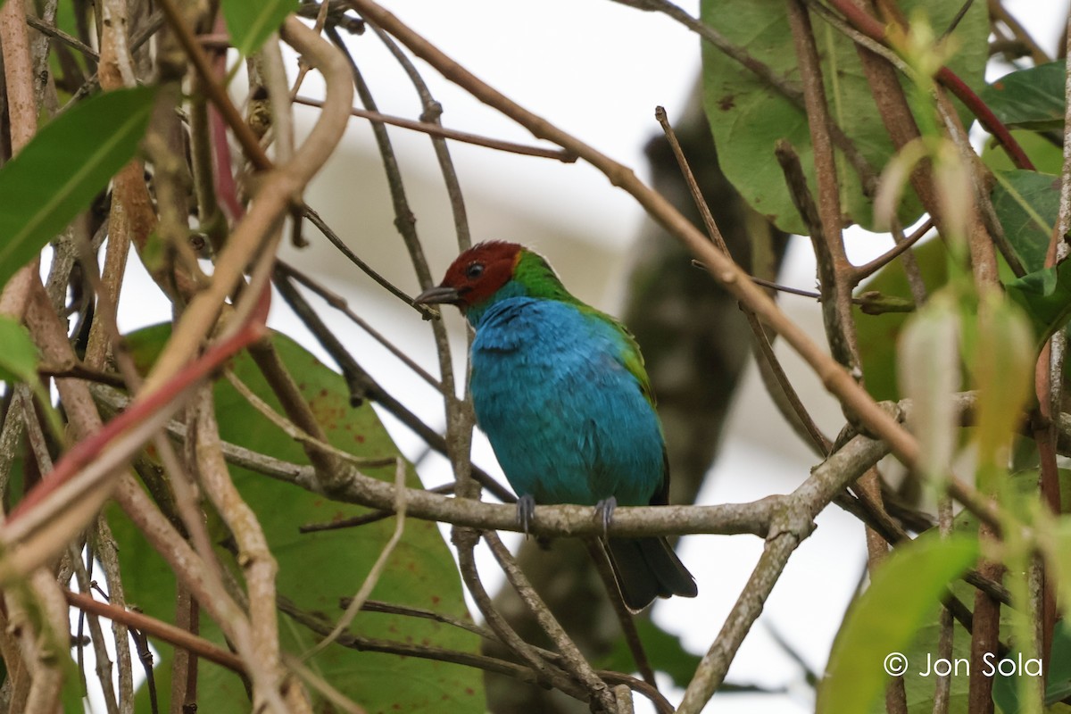 Bay-headed Tanager - ML621027525