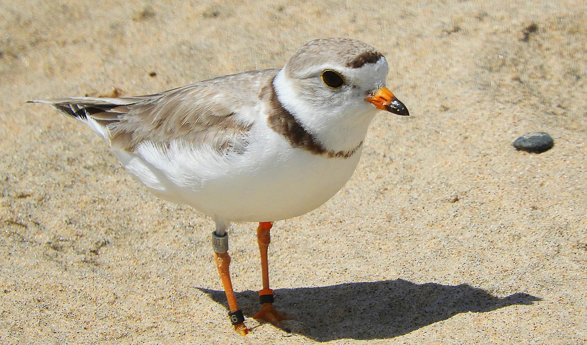 Piping Plover - ML621027526