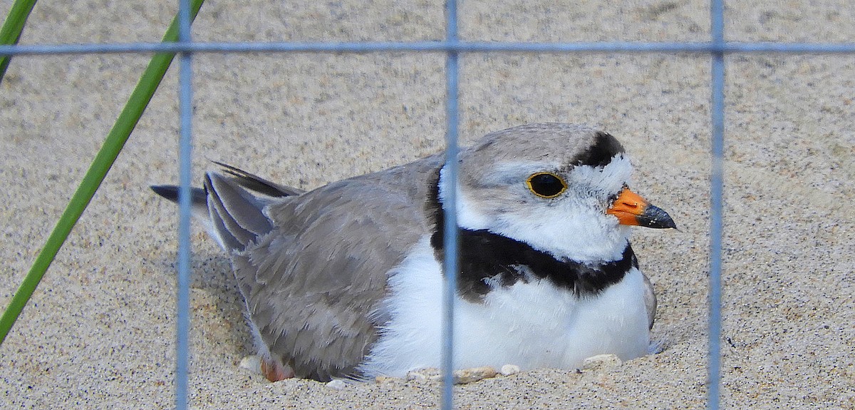 Piping Plover - ML621027527
