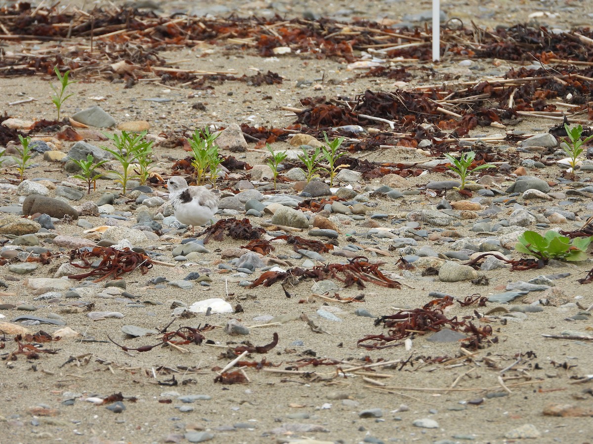 Piping Plover - ML621027528