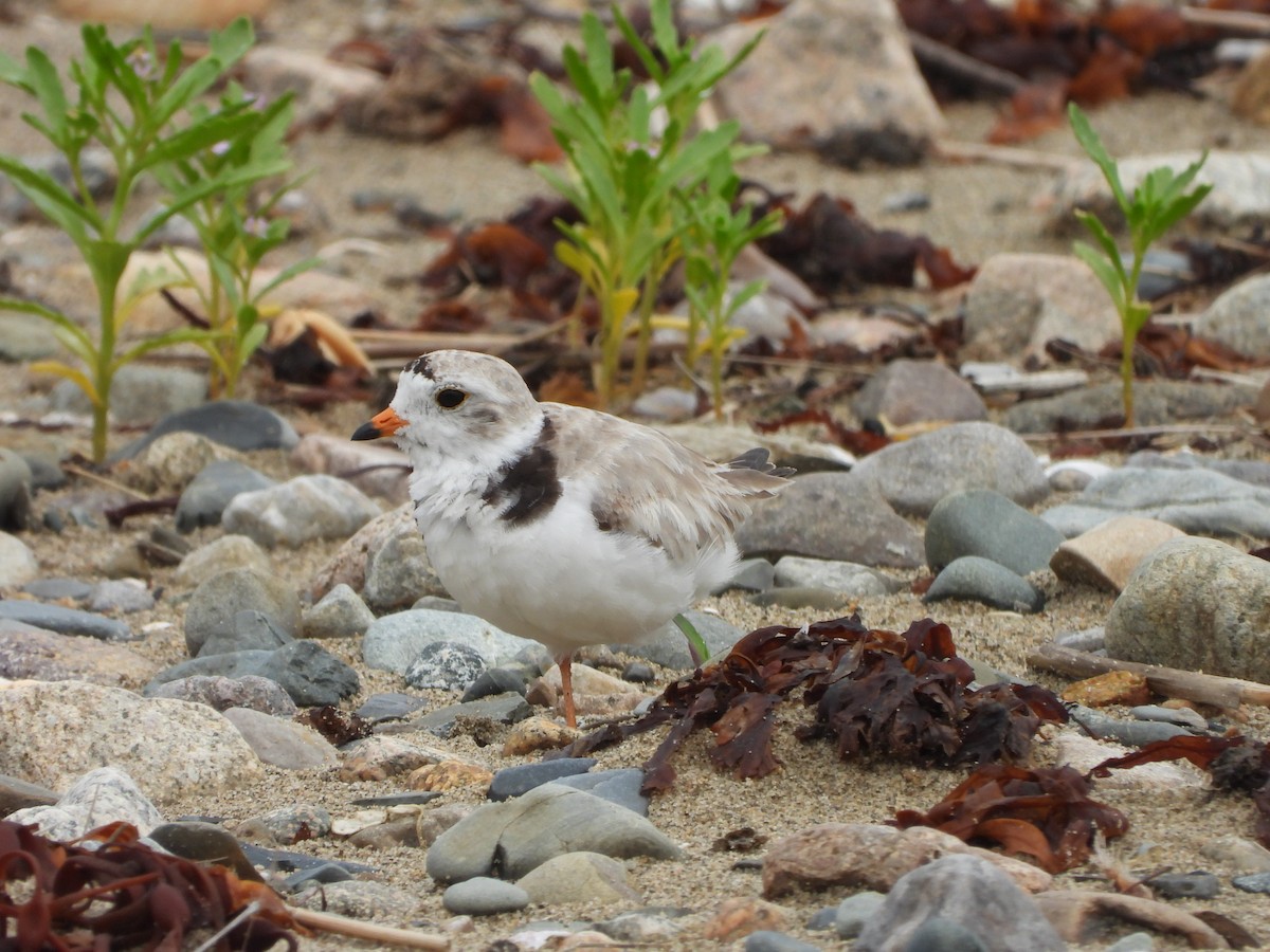 Piping Plover - ML621027539