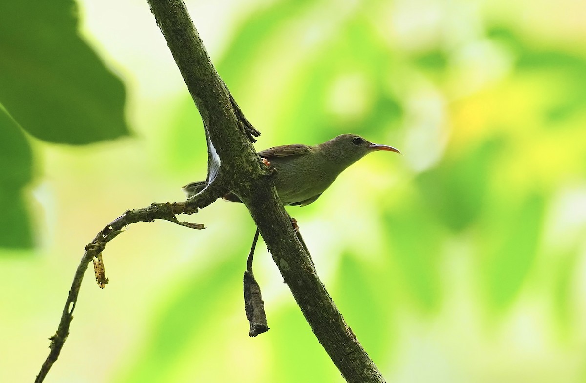 Crimson Sunbird - 芳色 林