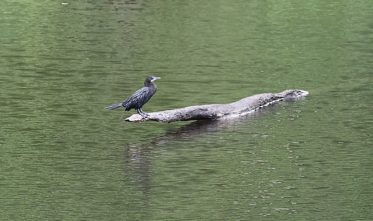 Little Cormorant - ML621027548