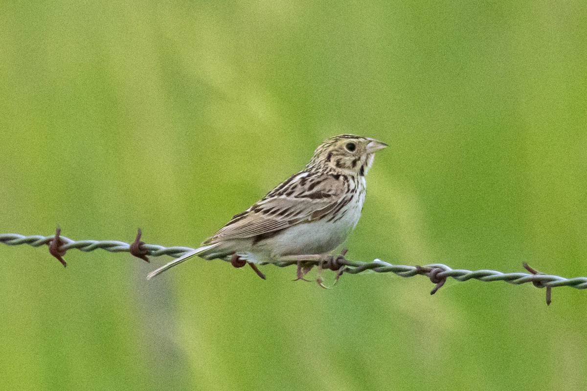 Baird's Sparrow - ML621027552