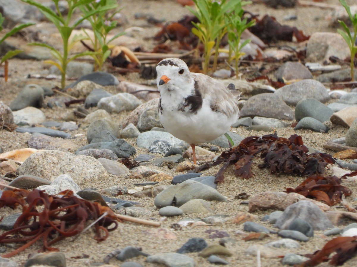 Piping Plover - ML621027570