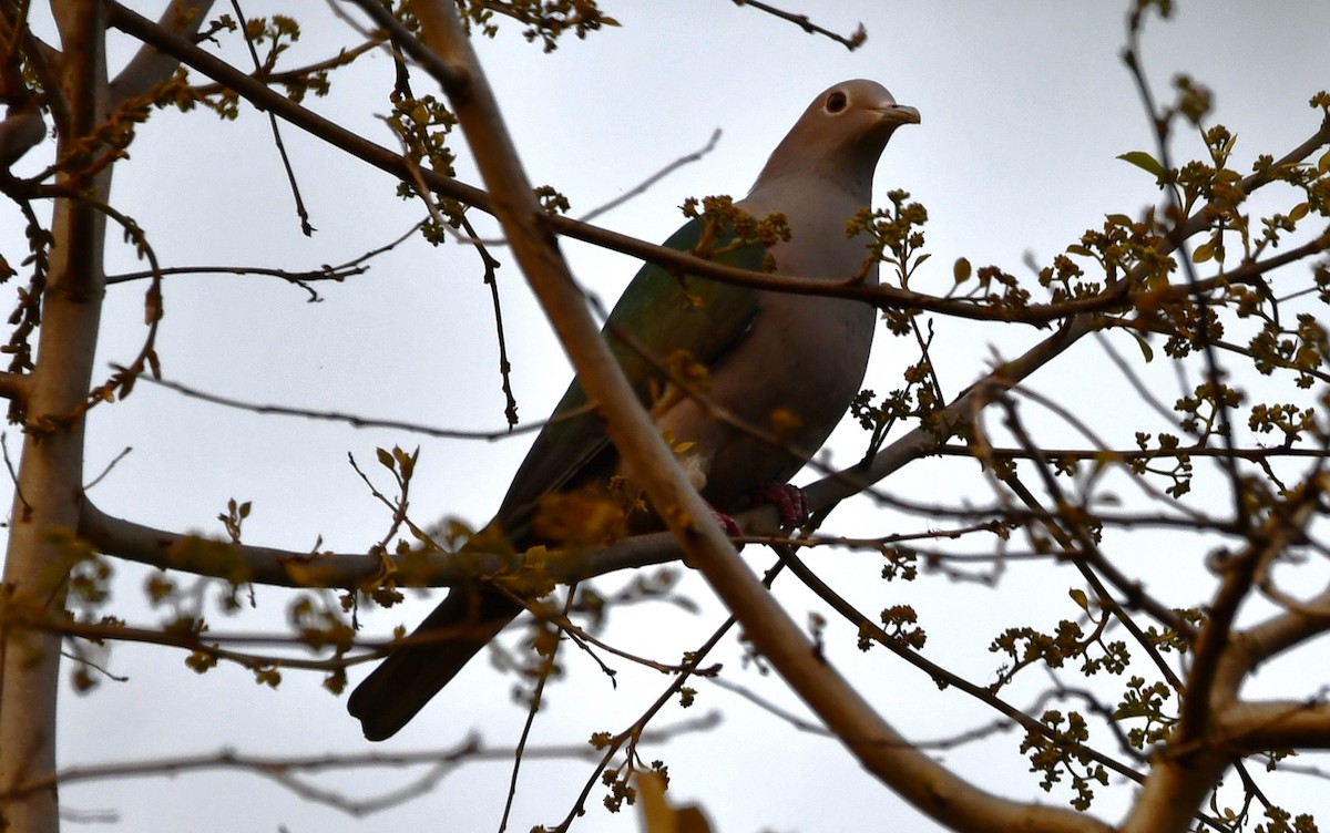 Green Imperial-Pigeon - ML621027575