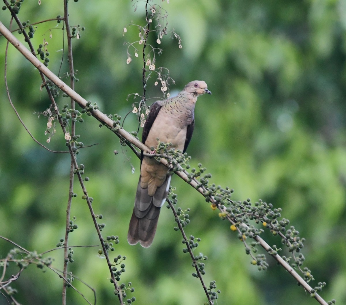 Barred Cuckoo-Dove - ML621027594
