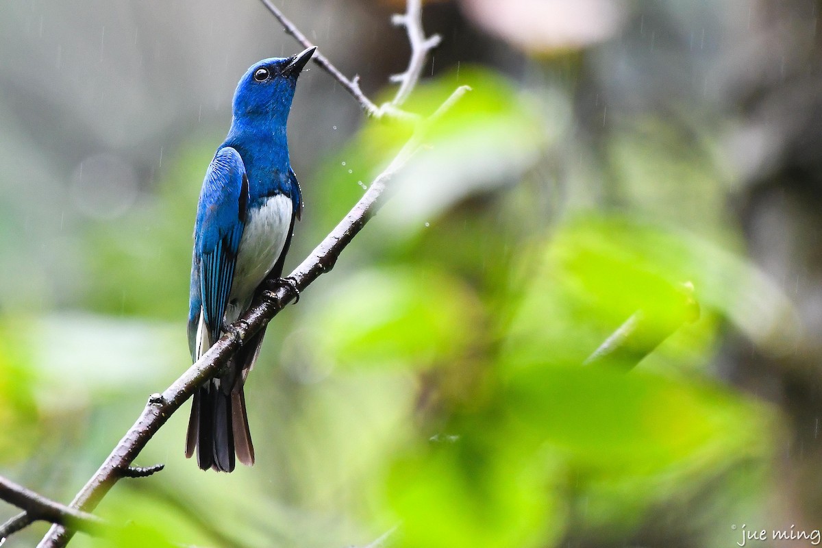 Zappey's Flycatcher - ML621027619